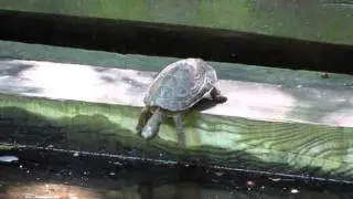 Funny Turtle