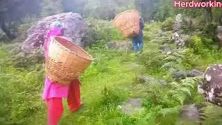 The village Hard firewood work everday nepali life style best popular and good video