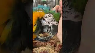 Beak overgrowth is usually due to underlying health issues