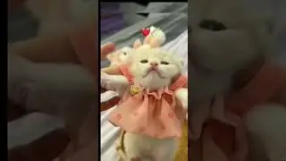 cute kitten #lovelycat#cute#princess#YouTube #viral #cat #cutecat #manobilli#meaww