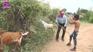 મહારાજ અને પટેલ ની જોરદાર કોમેડ || Maharaj Ane Patel Ni Jordar Comedy 😂 #poojadigital