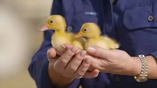 MEET A DUCKLING | Ekka Baby Animal Nursery w/ Laurel Edwards