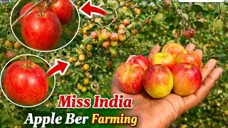 Miss India Apple Ber Farming || No-1 Apple Ber ki kheti ( 3-4 Lakhs Profit )📞8240727580 West Bengal 