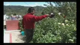 piedra viva
