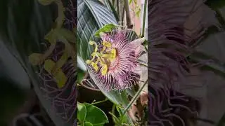 Ароматная Нефродес пассифлора|Passiflora Rosacea-Nephrodes #rosacea #nephrodes #пассифлора #нефродес