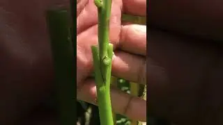 Grafting Avocado Tree EP013 #grafting #graft #plantgrafting