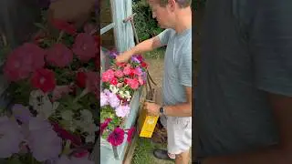 Summer Annuals Care