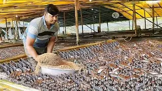 Catfish farming in cement tank || হাইব্রিড মাগুর চাষ