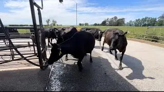 Milking With Uncle Chris