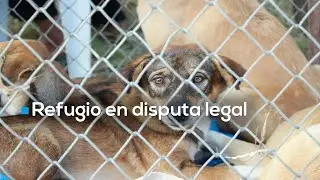 Conflicto legal pone en riesgo a decenas de perros en refugio