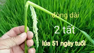 Đài thơm 8 trổ sớm đòng to khỏe dài