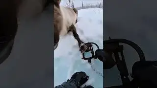 Saving an Arctic Reindeer Caught in a Trap | Real Rescue #save #animals #deer #trap #snow