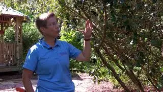 In The Garden - Episode 15