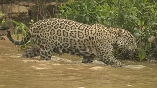 PANTANAL WILDLIFE - BRAZIL- PART 3 #brazil #pantanal #jaguar #wildlife #birding #birds #jaguars