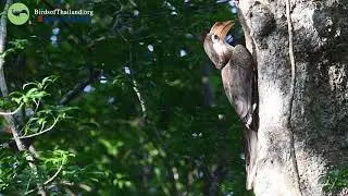Austen's Brown Hornbill