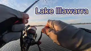 Lake Illawarra Hard Bodies