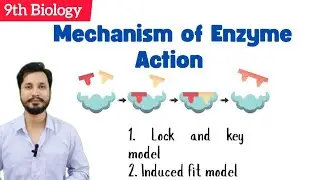 Mechanism of Enzyme Action | Lock and key model | Induced Fit Model| 9th Bio @BioBrain_by_rafahkhan 