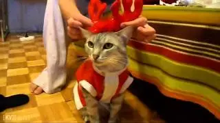 Новый год - Новые идеи (New Year - New Ideas)