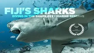 Fiji's Sharks | Diving the Shark Reef Marine Reserve (HD)