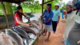 You've Never Seen! A Beautiful Riverside Biggest Village Fish Market That Feels Like Another World