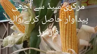 Spring corn Good performance by Mercury seed/ YouTube channel Murtaza Agri Punjab