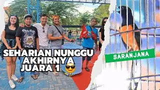 Saranjana Gass Completed Molting, 1st Place Anniversary Panlong Kediri ‼️