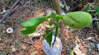 മുറിക്കാൻ ഒരു കുറ്റി ഉണ്ടെങ്കിൽ തുളുമ്പി കായ്ക്കാൻ ഒരു മടിയുമില്ല 