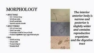 Capillaria philippinensis lifecycle- Parasitology #MicroPara