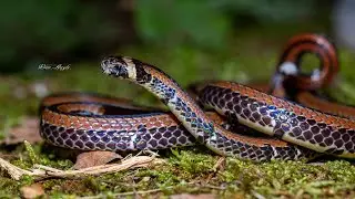 羽鳥氏帶紋赤蛇 Sinomicrurus hatori