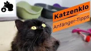 🔥Katzenklo Tipps | Katzenklo reinigen & Ger&uuml;che neutralisieren | Katzenklo stinkt was tun?