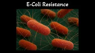 Escherichia Coli Resistance in Veterinary Medicine