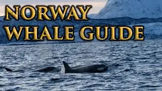 Whale Watching in Norway: Up Close and Personal (And How You Can Do It Too!)