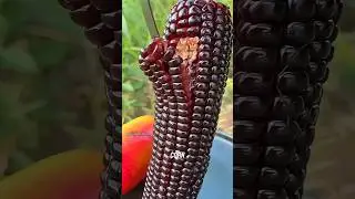 Secret ! Corn Facts You Don't Know 👀