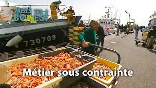 Quotas et contrôles : la pêche à la langoustine au pied du mur