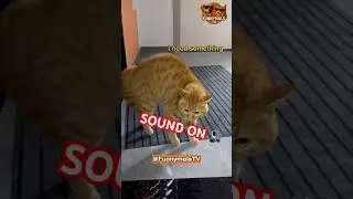 Кошки спорят со своими хозяевами 😭😂 #мяу #кот #смешно #мемы