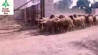 Sheep Faming | Goverment Pakistan Sheep Farm | Sheep Breeds | Kajla Sheep
