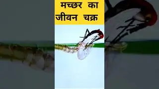Life cycle of mosquito #shorts