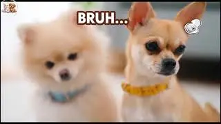 😂 Dogs & Cats Acting Like Comedy Stars | Funny Pets Ep.2