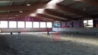 NADAC Hoopers-Agility: Video zur Parcourssammlung