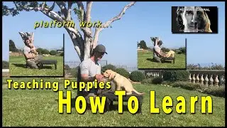 Teach Your PUPPY How to Learn - the puppy platform positions - The EASY Way to Train your PUPPY