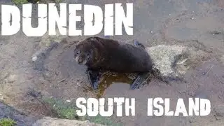 Dunedin: Elm Wildlife Tour and a failed Nose-Job! Vlog 24