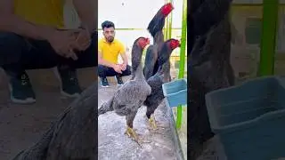 Best of Pakistan 🔥