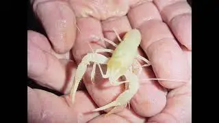 hell creek cave crayfish rap by me