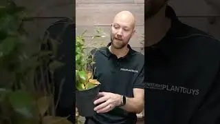 Should you move your plant during winter?🪴 #plants #houseplants  #reels @SwedishPlantguys