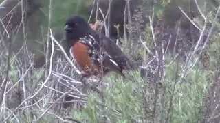 North American Wildlife --- Spotted Towhee, vocalizing & foraging