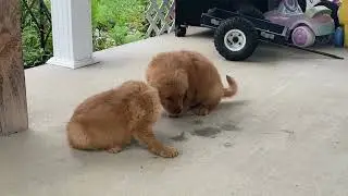 AKC Registered Golden Retriever Puppies For Sale Sugarcreek OH