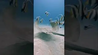 Banner Fish Cleaning Whip Tailed RAY #marinelife #underwater #fish #travel #scubadiving