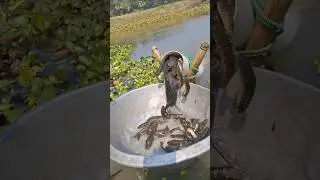 Wow! Amazing fishing by Plastic Pipe in Beel #fishvideo #fishing #bigfish