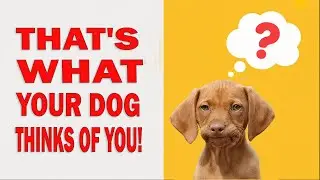 That's what your dog thinks of you.  Shocking secrets of doggy thoughts!🐕💪
