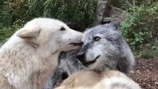 Anatomy of a Wolf Greeting in Slow Motion